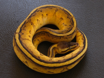 Королевский питон Genetic stripe Pastel